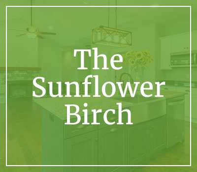 sunflower-birch